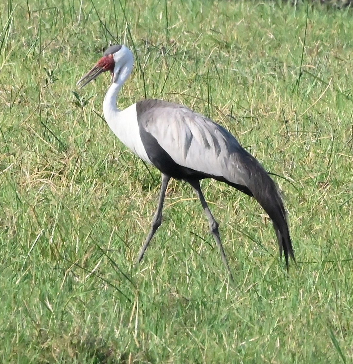 Wattled Crane - ML656285428