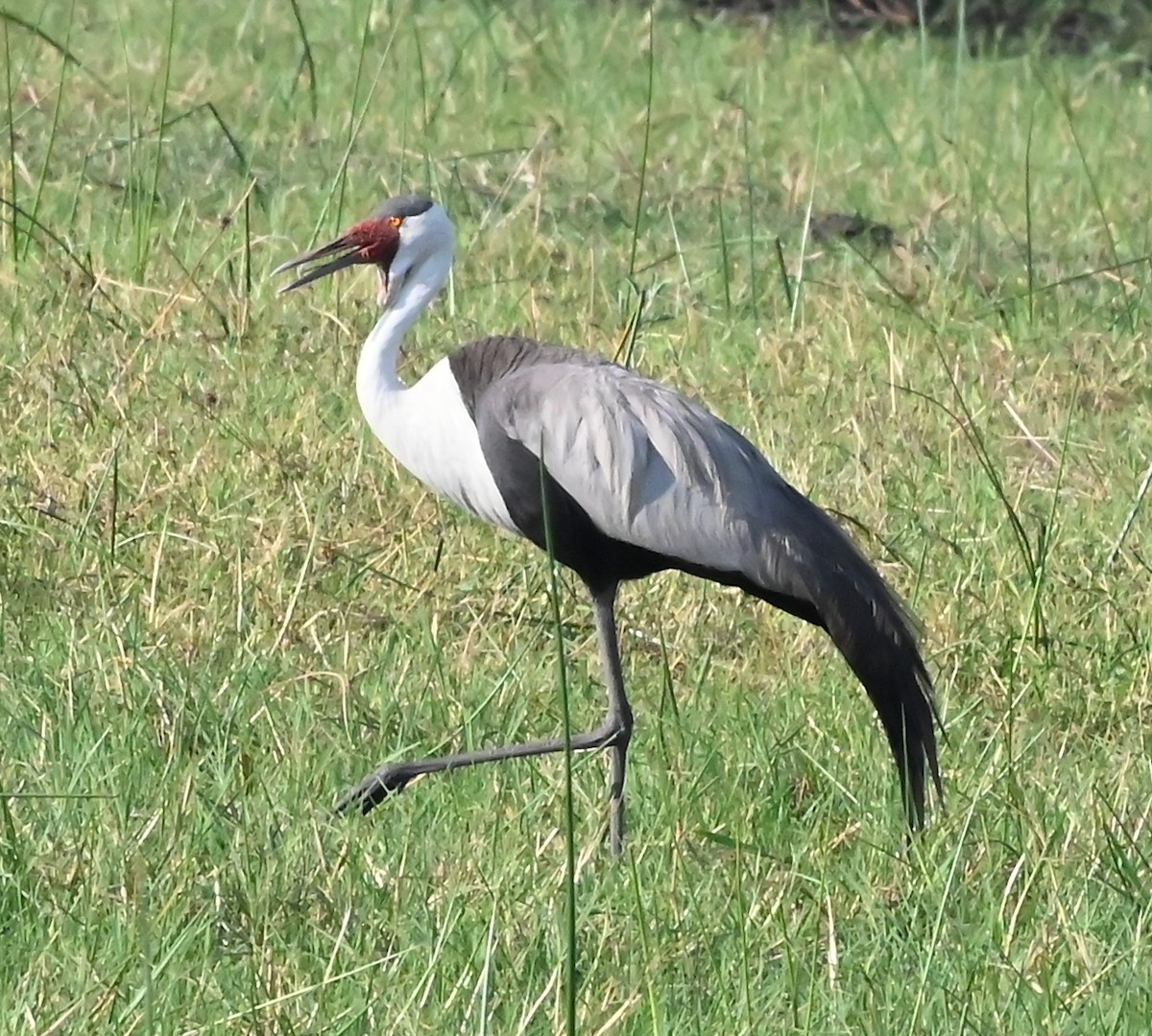 Wattled Crane - ML656285429