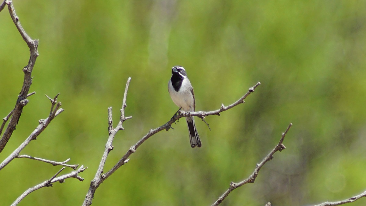 Black-throated Sparrow - ML656285434