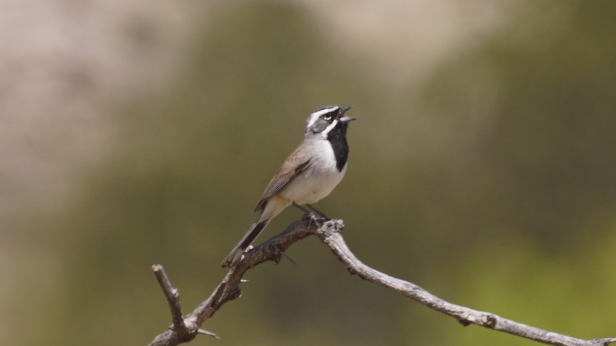 Black-throated Sparrow - ML656285435
