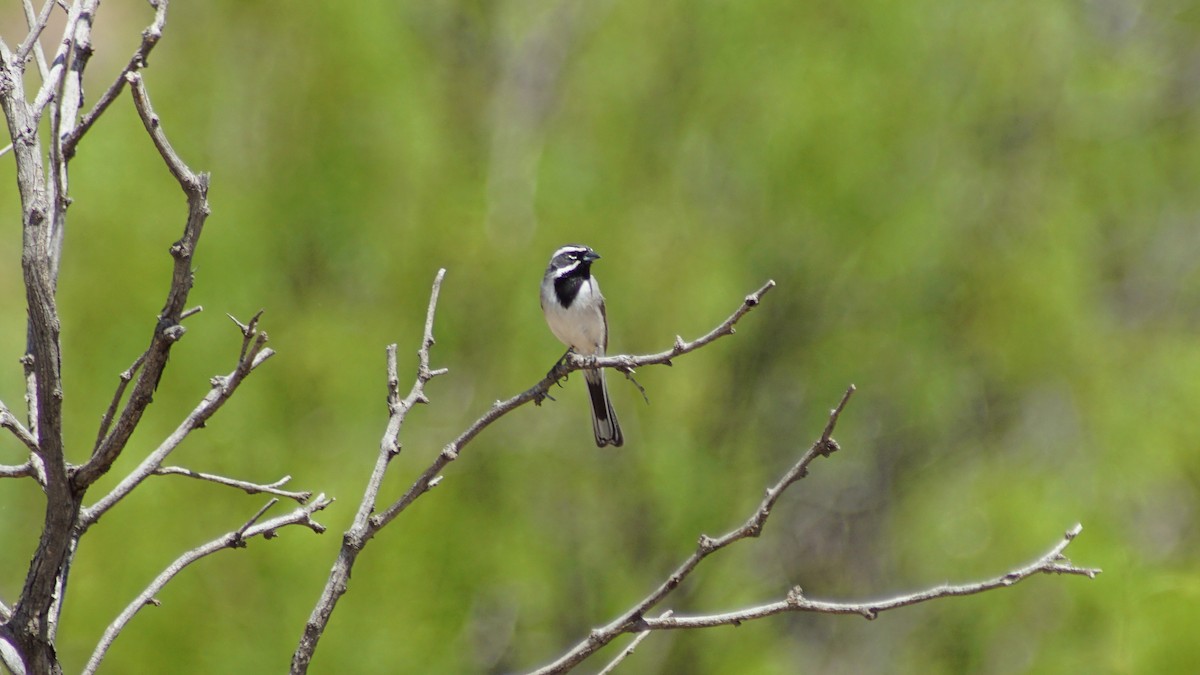 Black-throated Sparrow - ML656285437