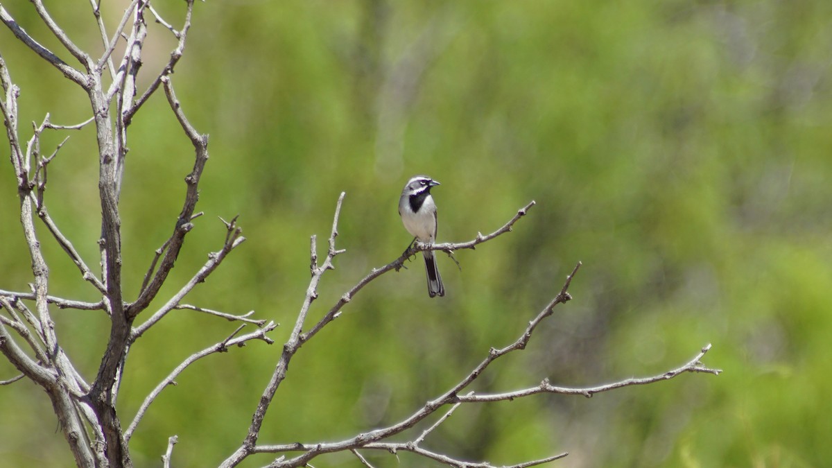 Black-throated Sparrow - ML656285438