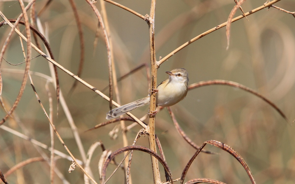 Prinia aquatique - ML65628551