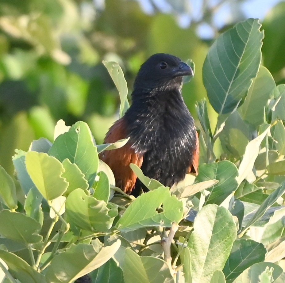 Black Coucal - ML656285524