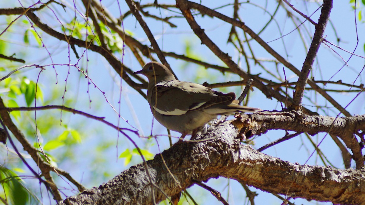 White-winged Dove - ML656286508