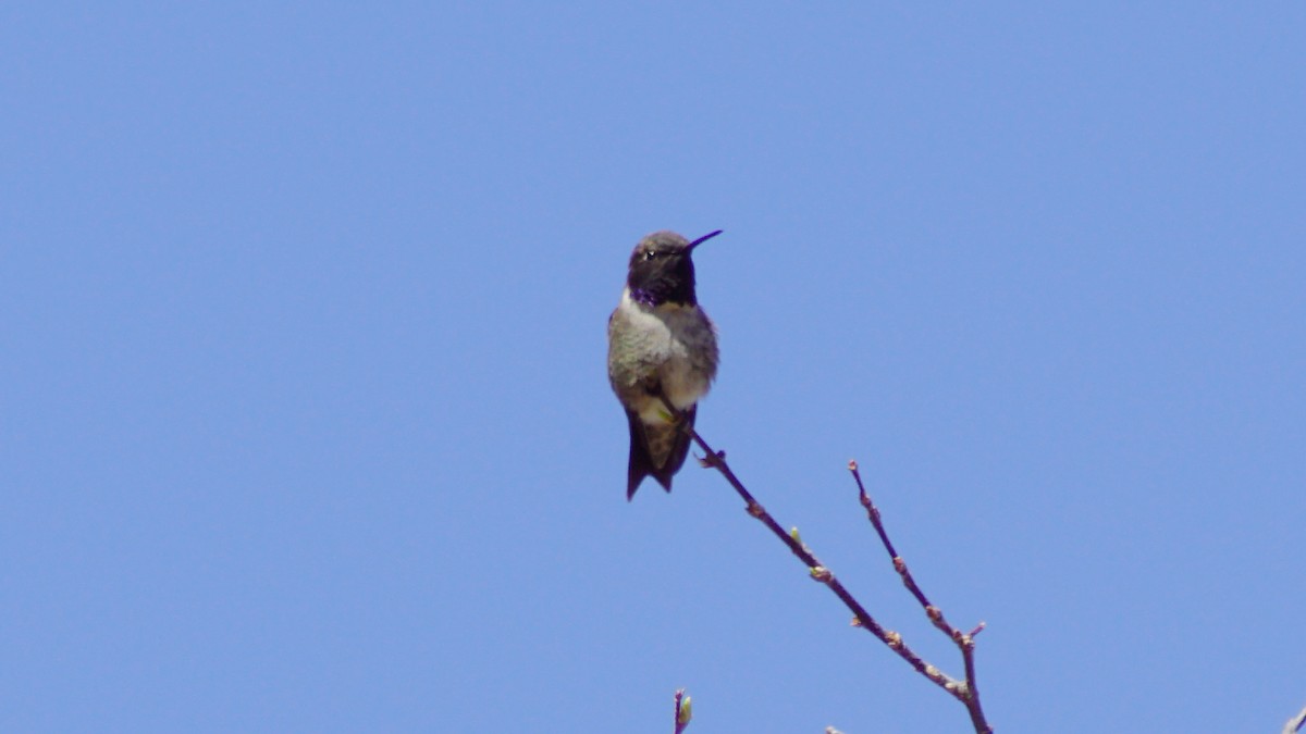 Black-chinned Hummingbird - ML656286524