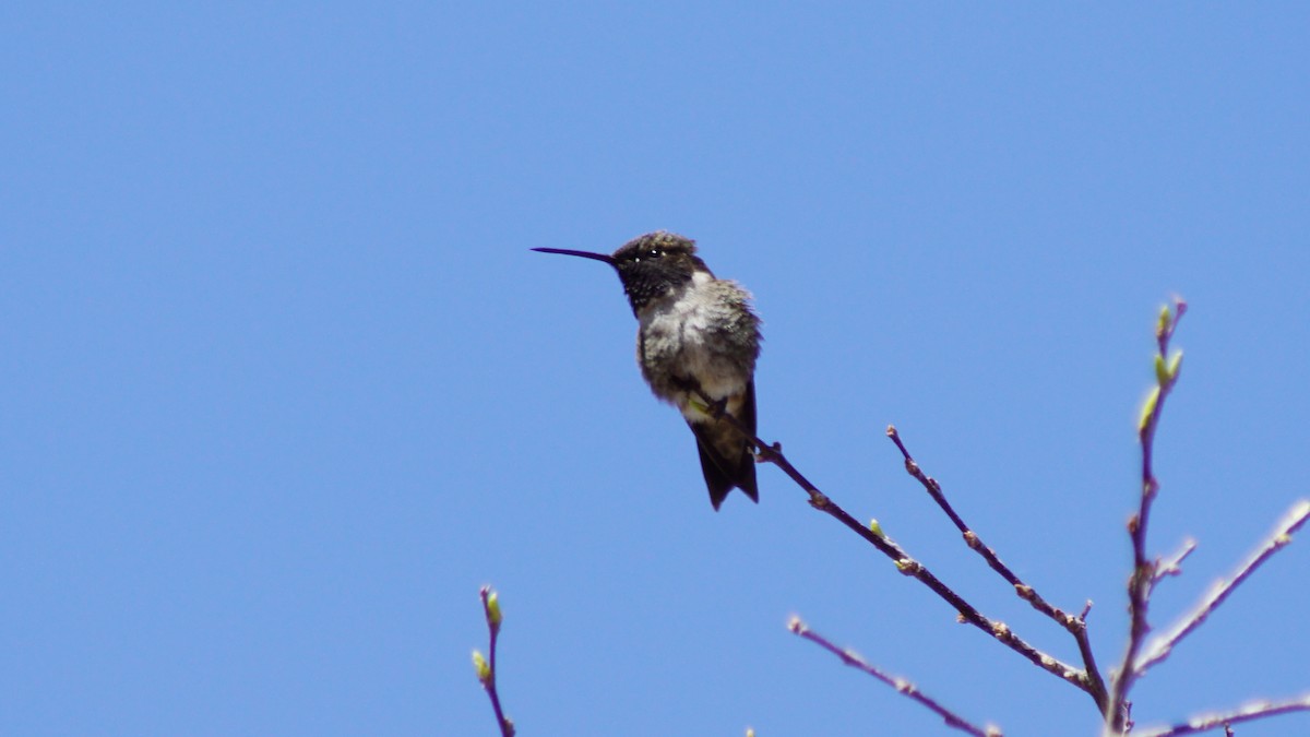 Black-chinned Hummingbird - ML656286525