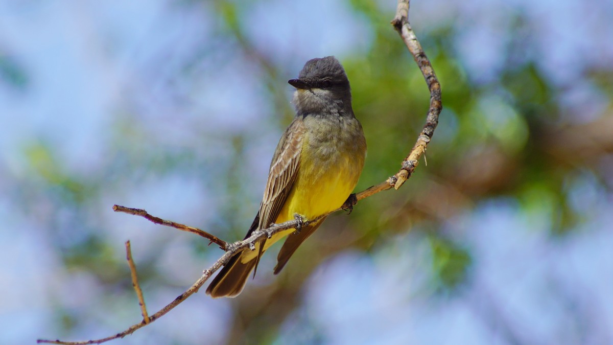 Cassin's Kingbird - ML656286552