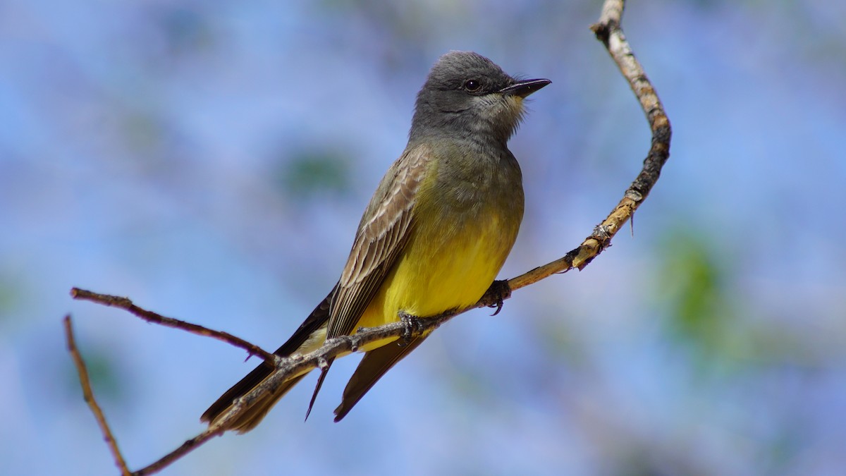 Cassin's Kingbird - ML656286554