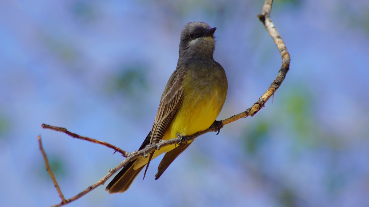 Cassin's Kingbird - ML656286555
