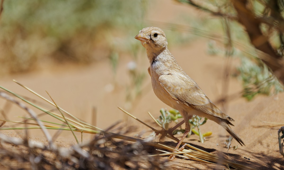 Dunn's Lark - ML656286730