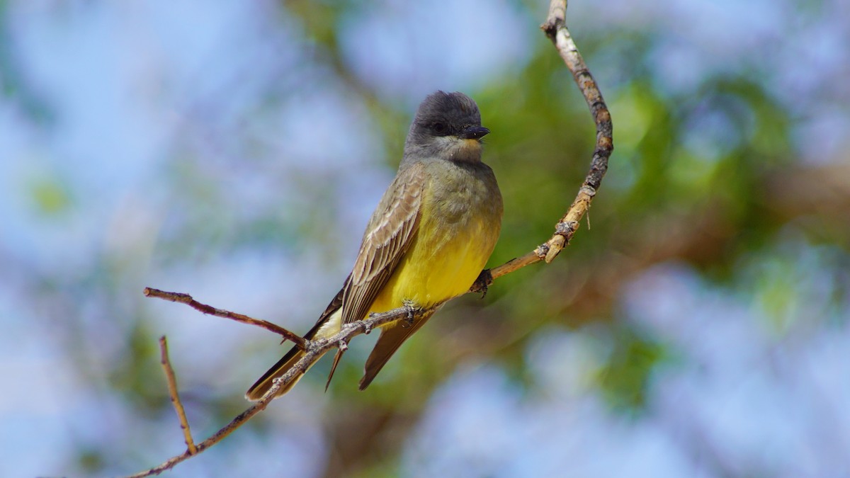 Cassin's Kingbird - ML656286838