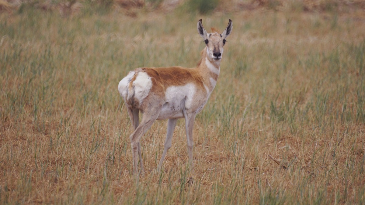 Pronghorn - ML656286954
