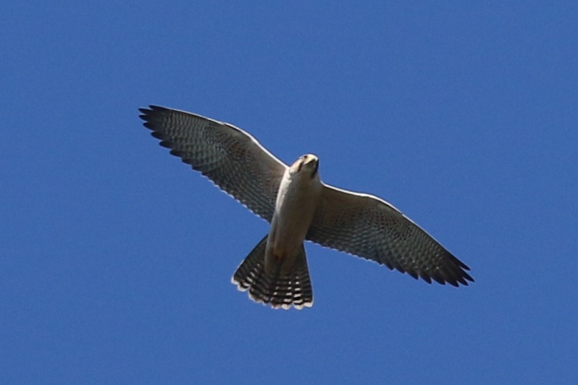 Lanner Falcon - ML656287594