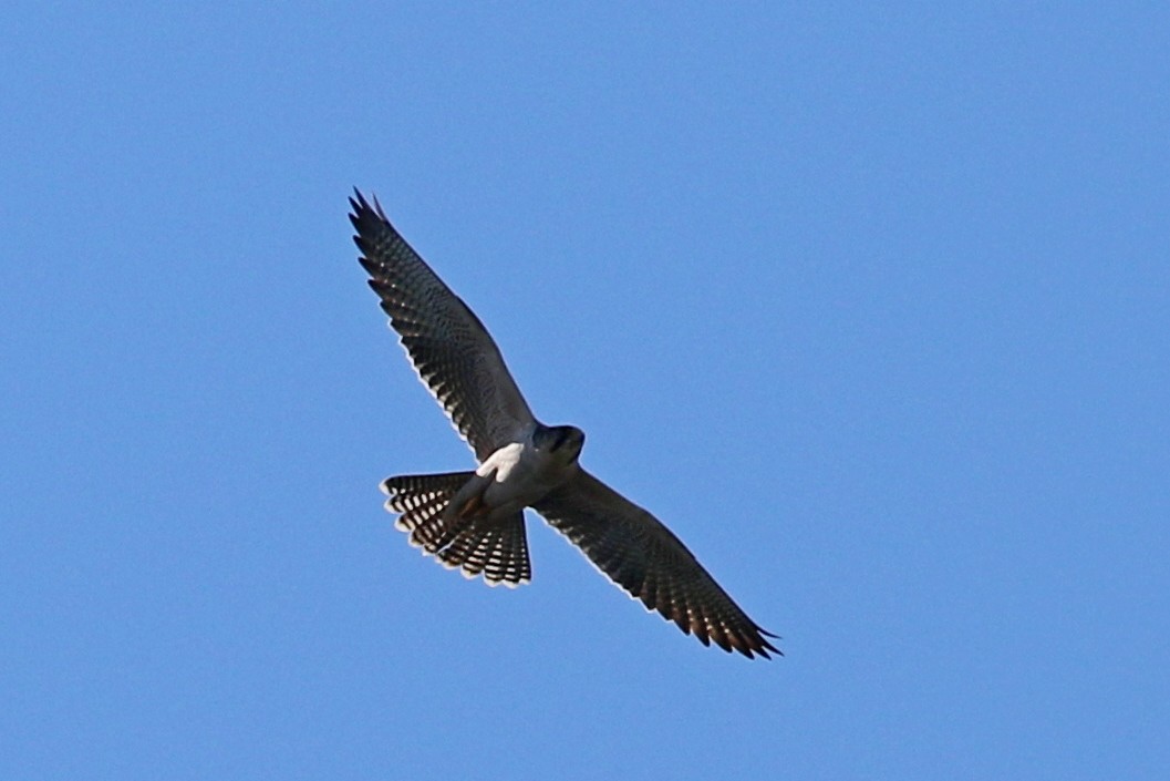 Lanner Falcon - ML656287595