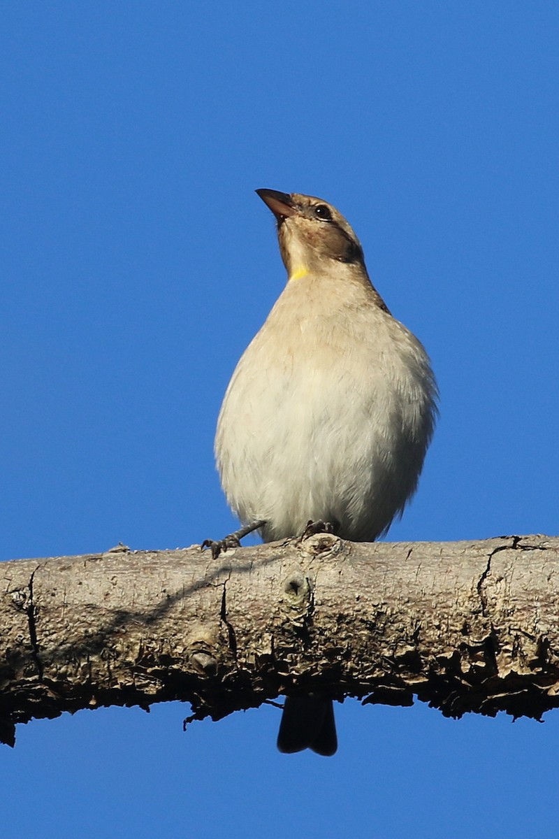Moineau bridé - ML656287752