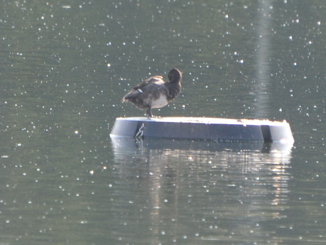 Lesser Scaup - ML65628781