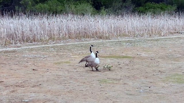 Canada Goose (moffitti/maxima) - ML656290161