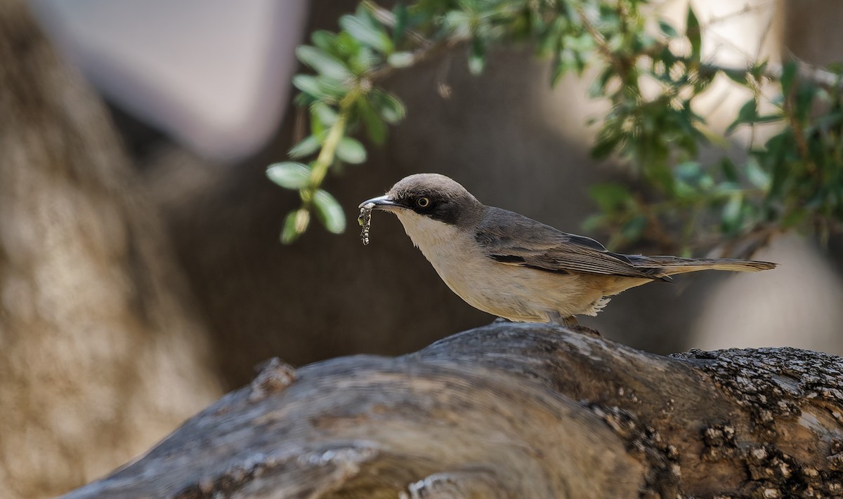 Western Orphean Warbler - ML656290618