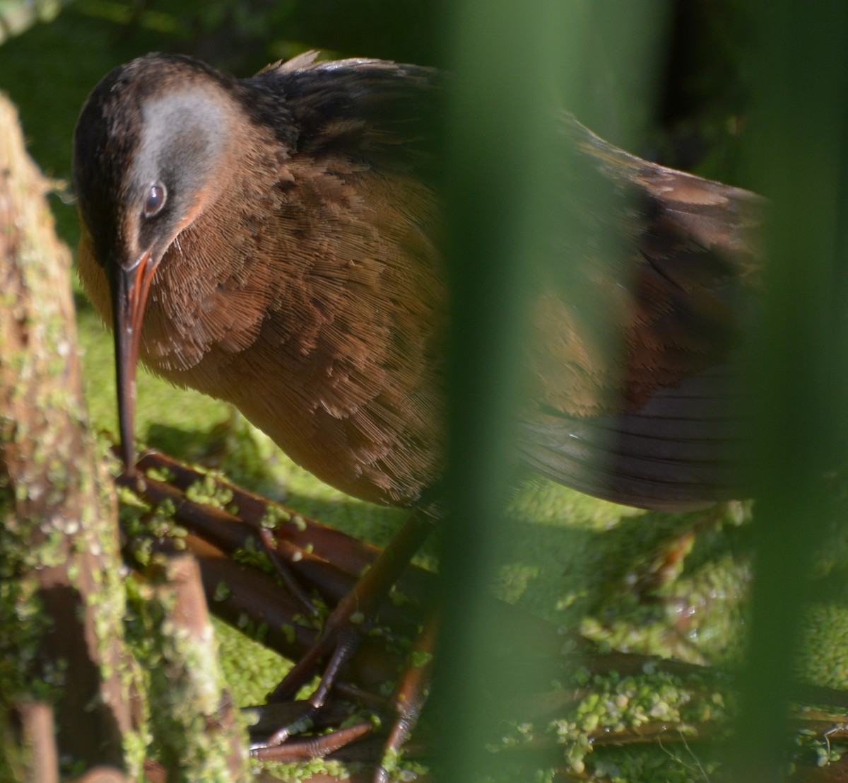 Virginia Rail (Virginia) - ML65629111