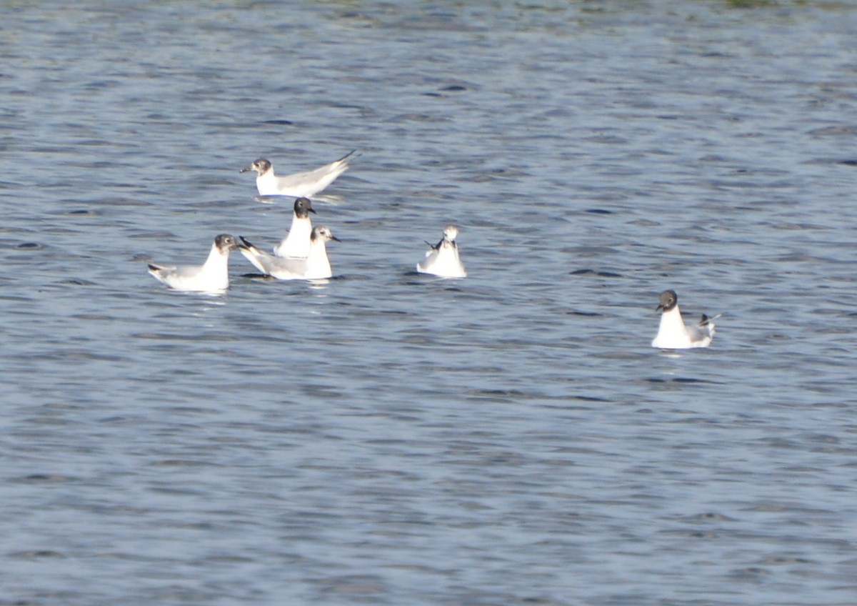 Mouette de Bonaparte - ML65629141