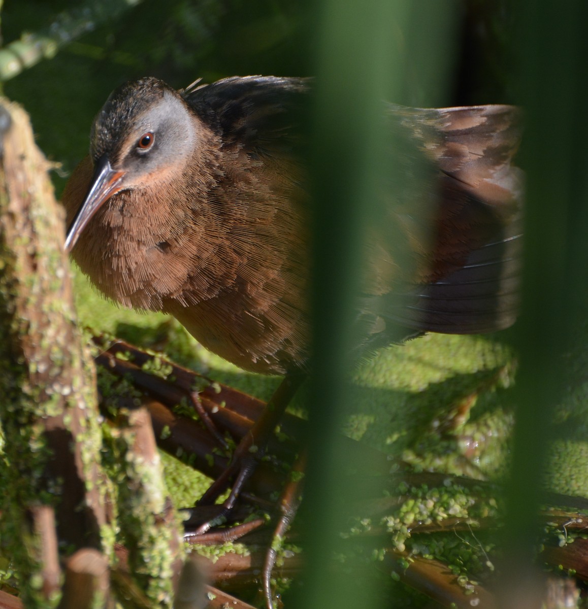 Virginia Rail - ML65629191