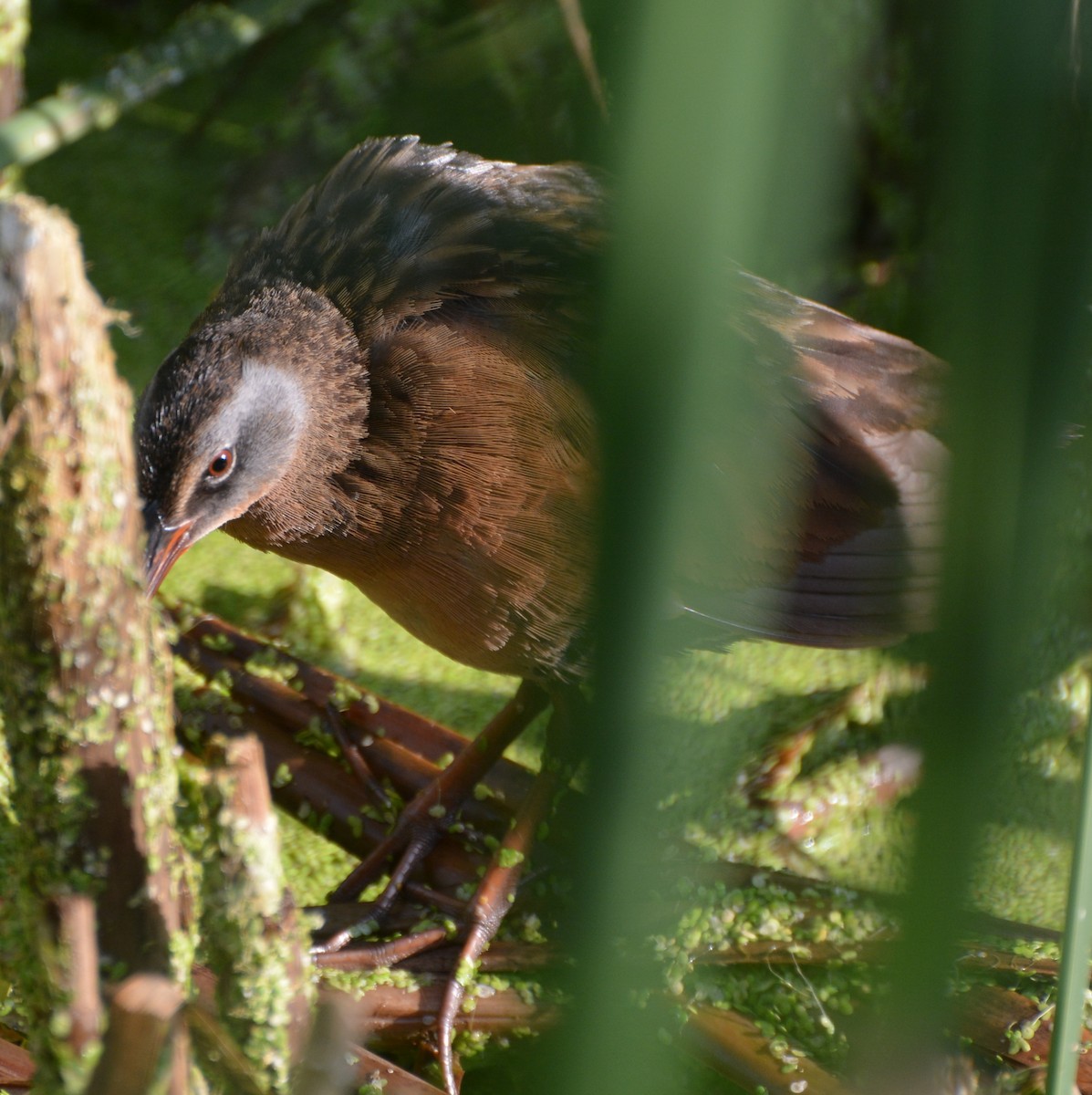 Virginia Rail (Virginia) - Geoff Carpentier