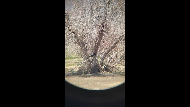 Great-tailed Grackle - ML656292455