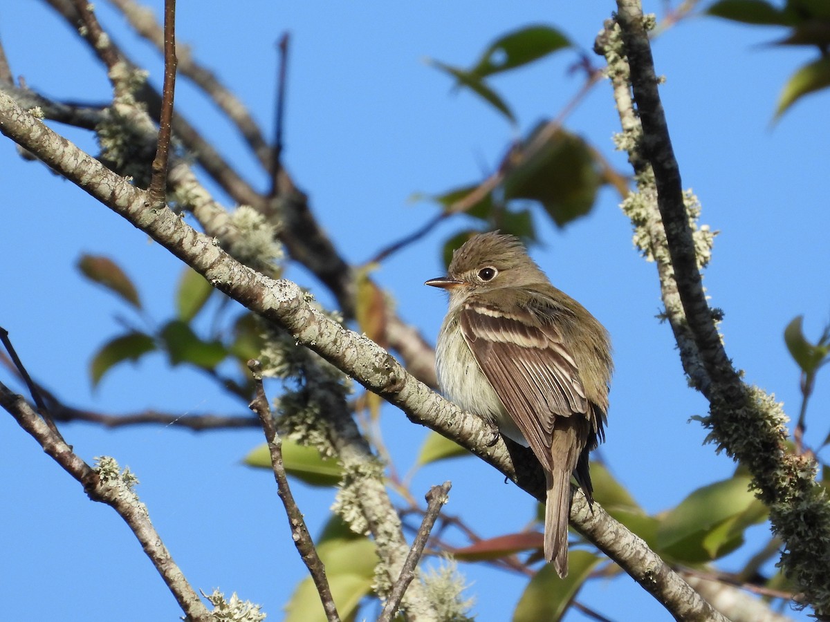 North Carolina Bird Atlas Checklist - 1 May 2026 - Pisgah NF--Max Patch ...