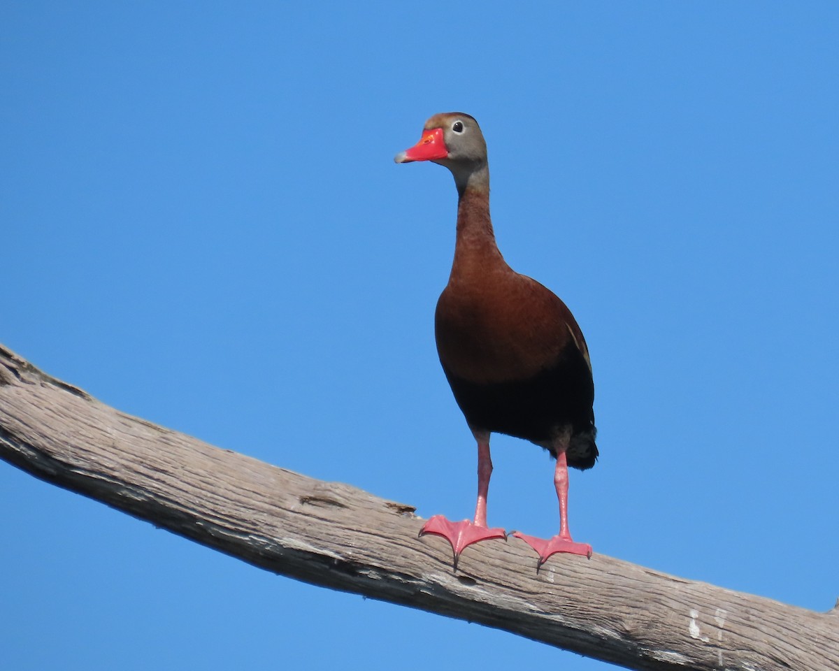 eBird Checklist - 1 May 2026 - Green Cay Wetlands & Nature Center - 28 ...