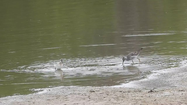 Lesser Yellowlegs - ML656295870