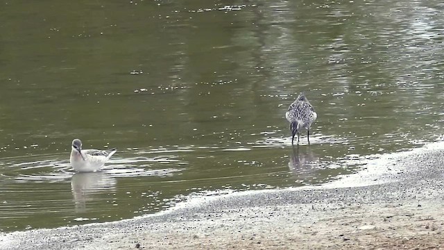Wilson's Phalarope - ML656297064