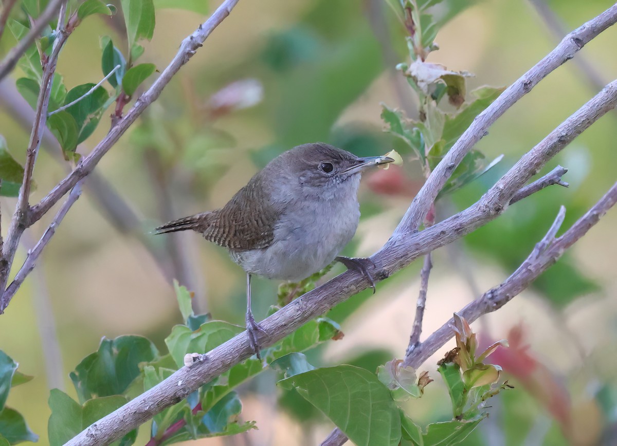 Northern House Wren - ML656297952