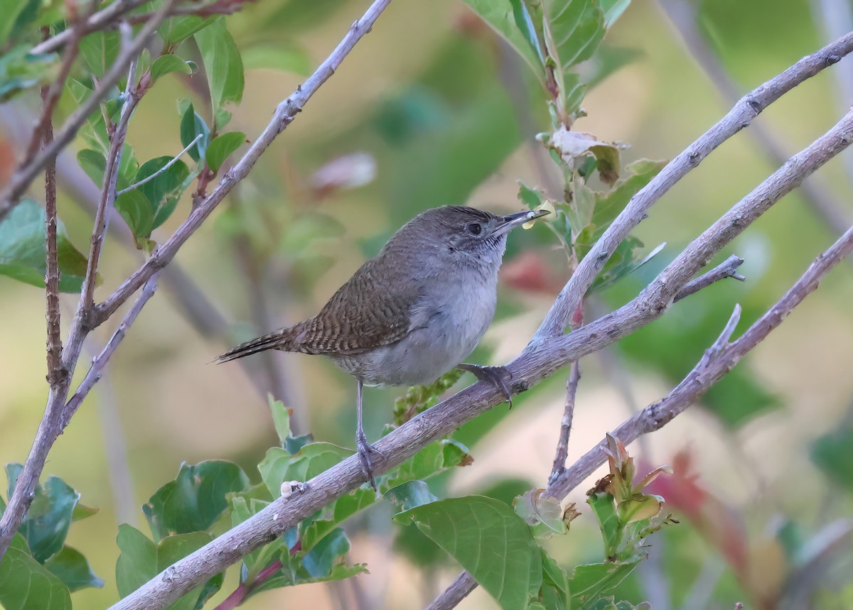 Northern House Wren - ML656297953