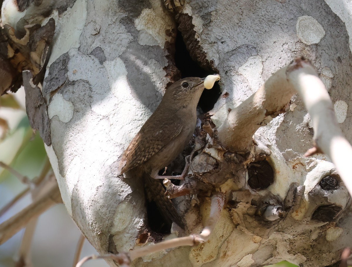Northern House Wren - ML656298045