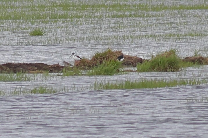 Cigüeñuela Cuellinegra - ML656298436