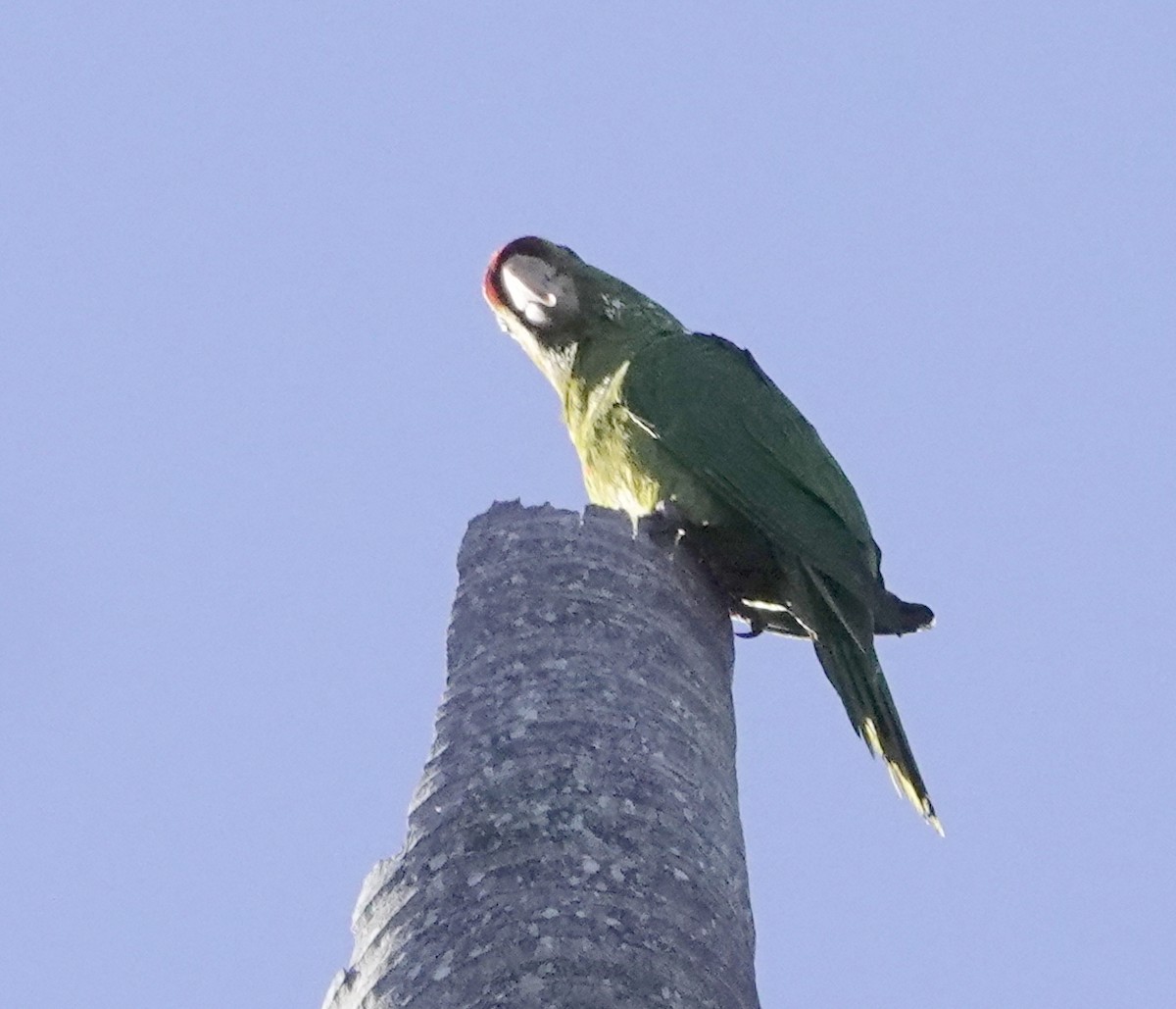 Scarlet-fronted Parakeet - ML656298804