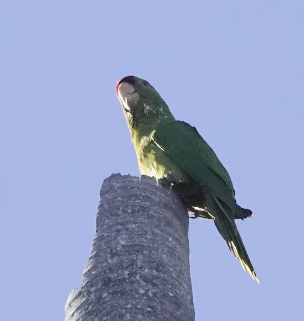 Scarlet-fronted Parakeet - ML656298805
