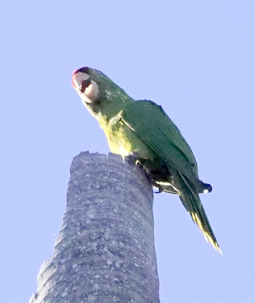 Scarlet-fronted Parakeet - ML656298806