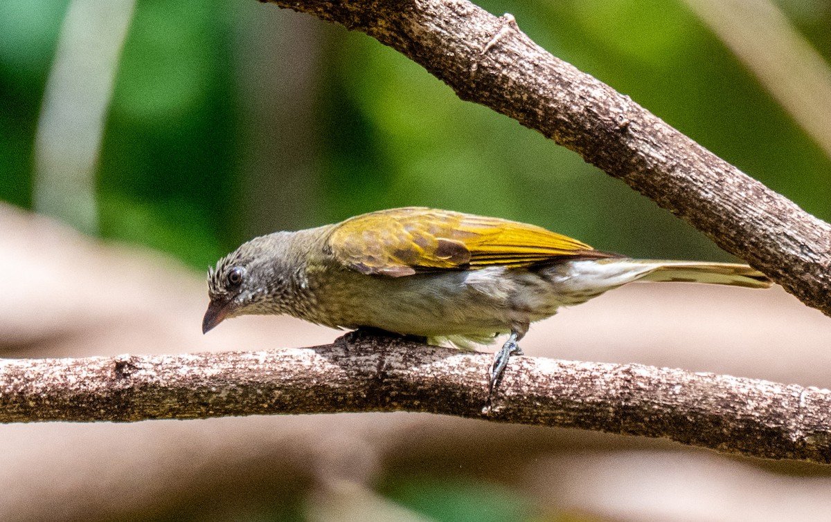 Scaly-throated Honeyguide - ML656300321