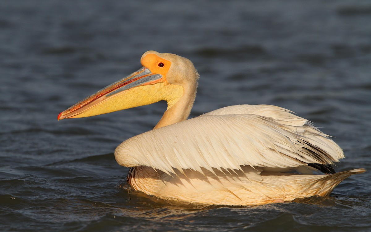 Great White Pelican - Christoph Moning