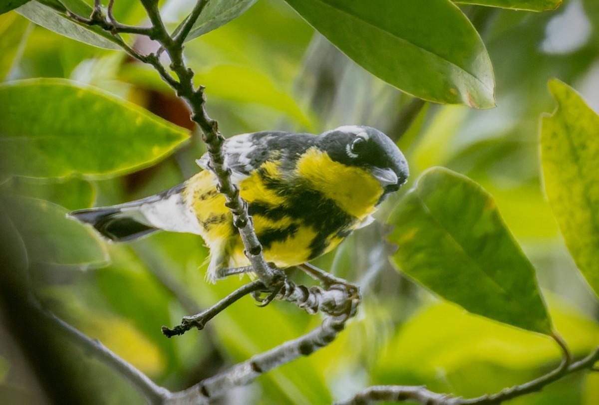 Magnolia Warbler - ML656300587