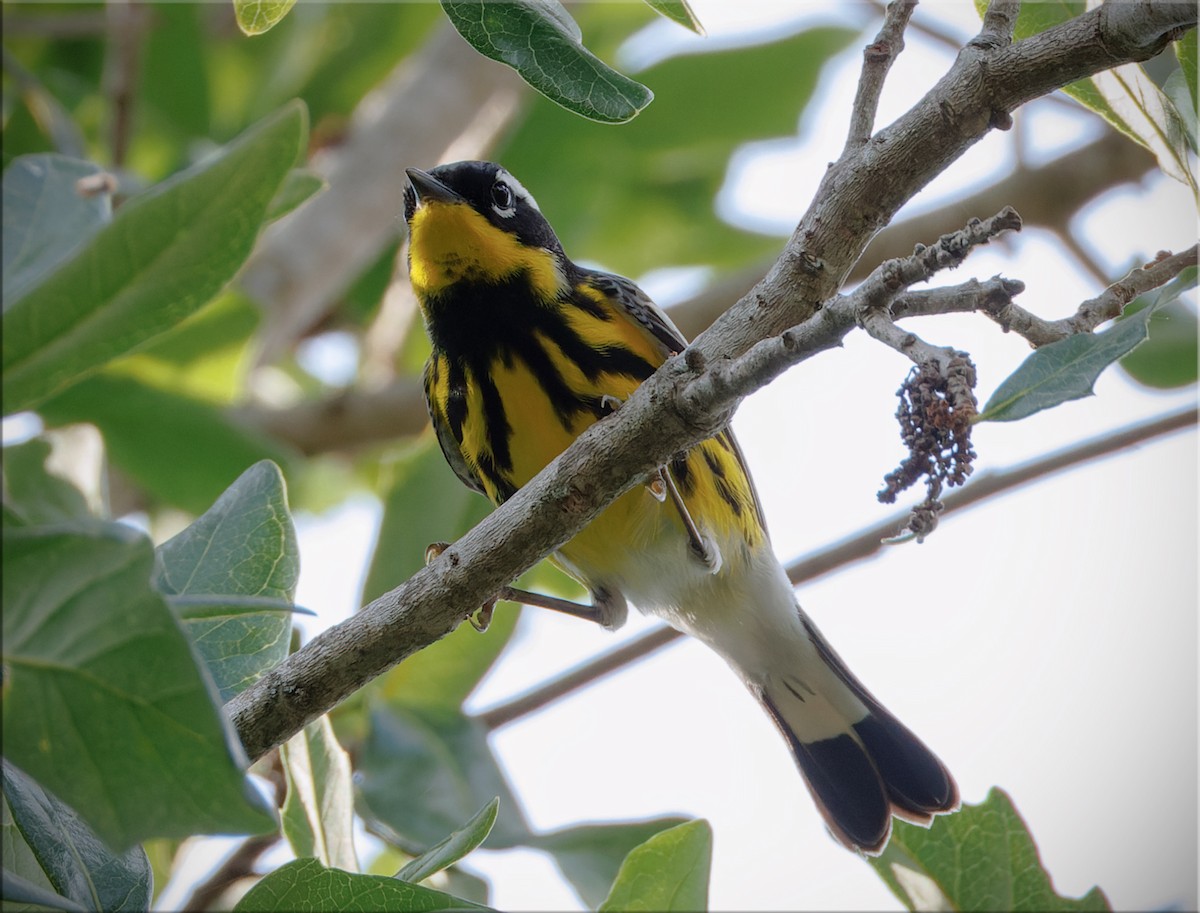Magnolia Warbler - ML656300588