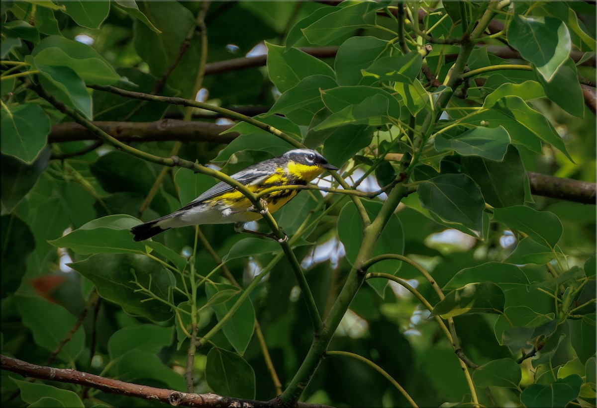 Magnolia Warbler - ML656300589