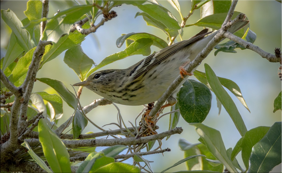 Blackpoll Warbler - ML656301176