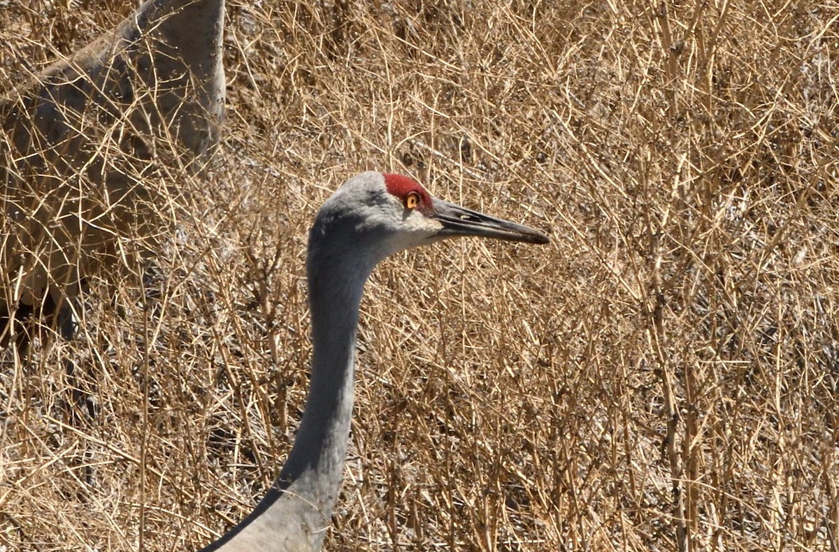 沙丘鶴 - ML656302517