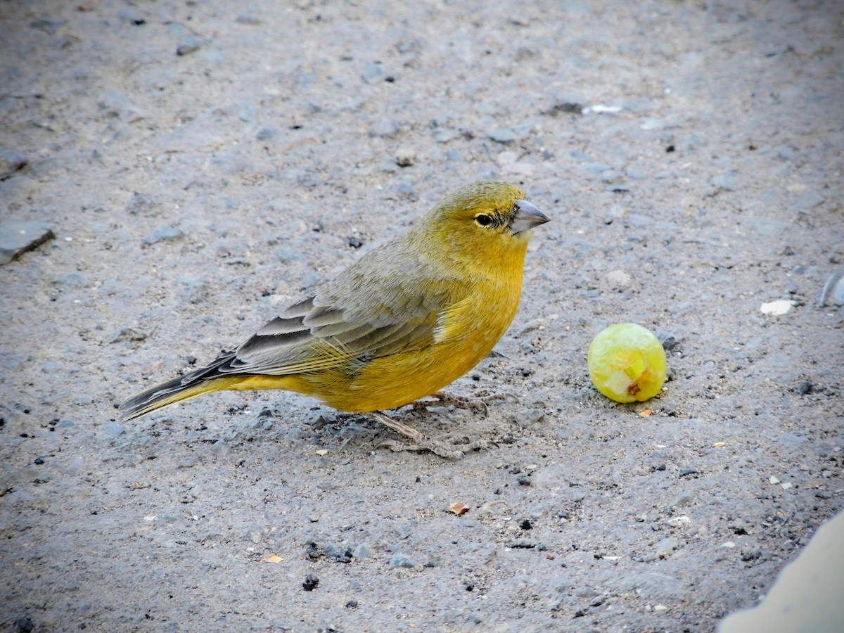 Greenish Yellow-Finch - ML656302733