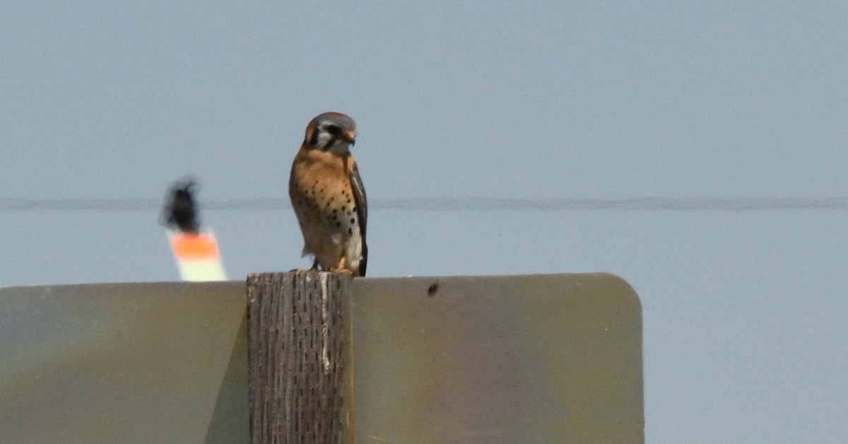 American Kestrel - ML656302961
