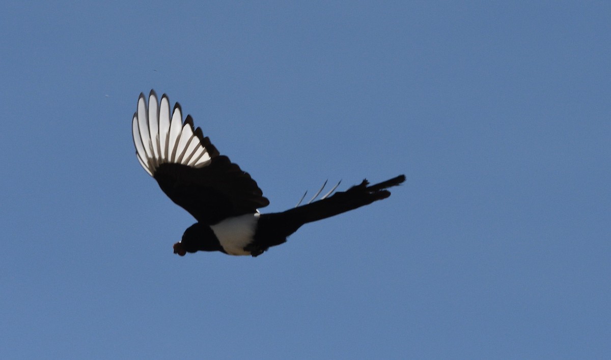 Black-billed Magpie - ML656303390