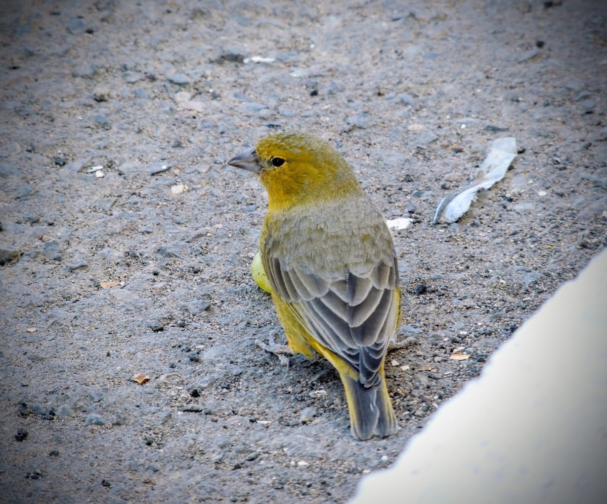 Greenish Yellow-Finch - ML656303530
